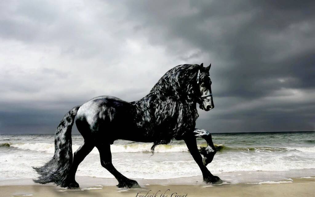 Катание на лошадях и пони – интересный отдых для всех