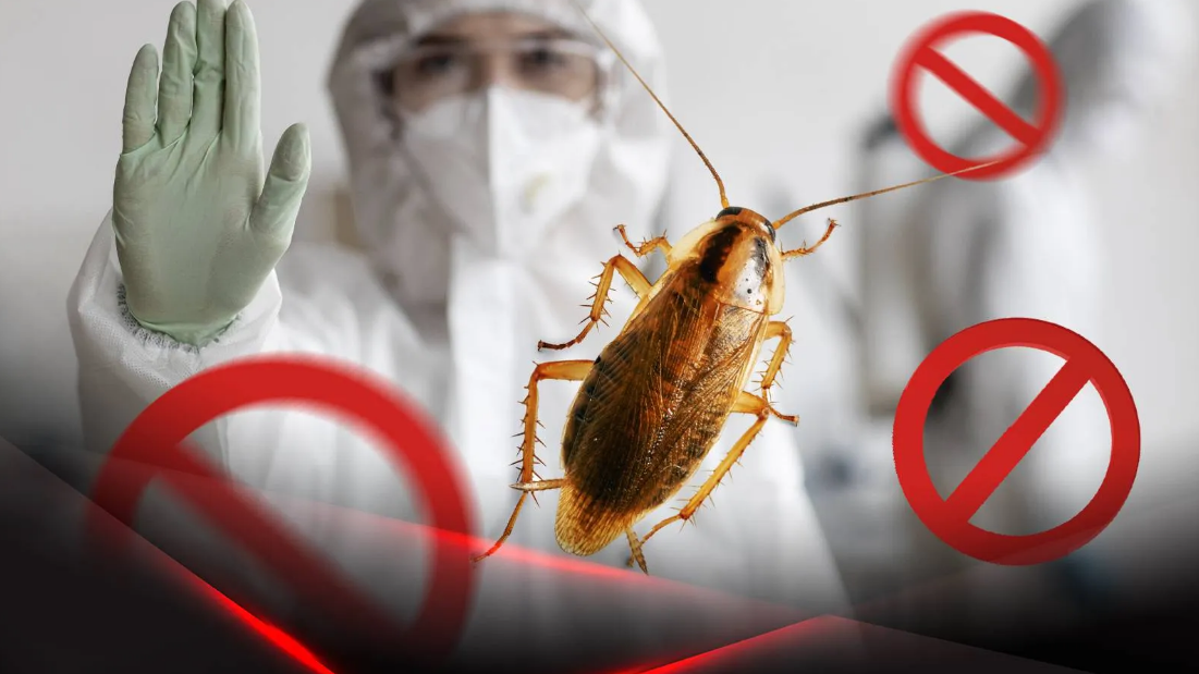 Эффективные способы, как избавиться от тараканов в вашем доме