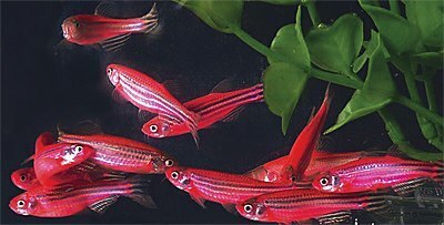 Генетически модифицированные