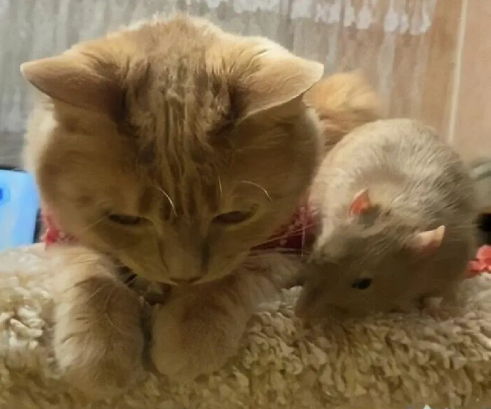 Может это фотошоп?