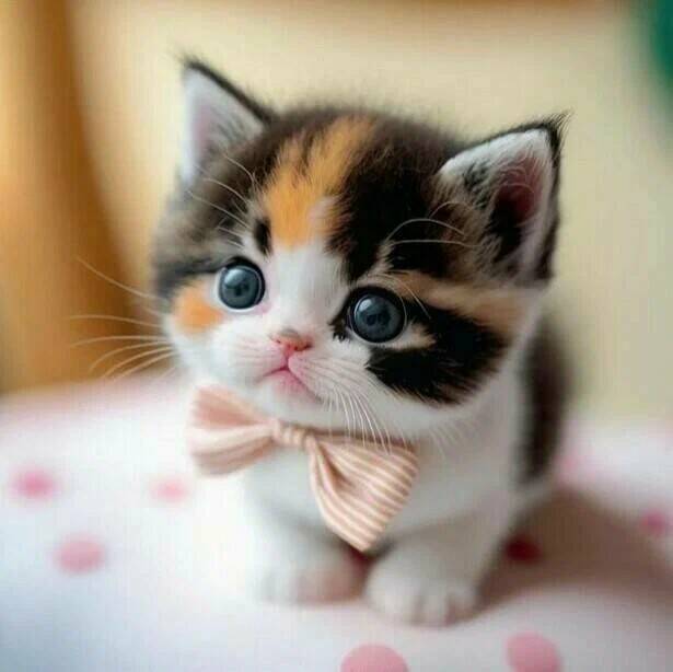 Долгая дорога домой. Реальный рассказ о котёнке-потеряшке