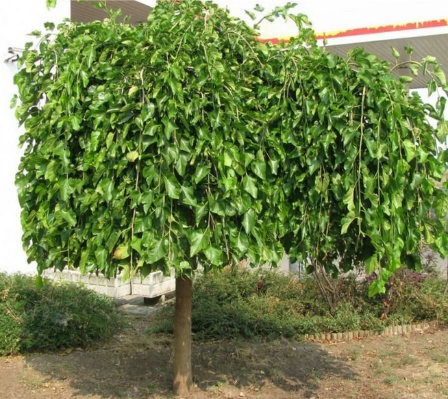 Рассказ про шелковицу