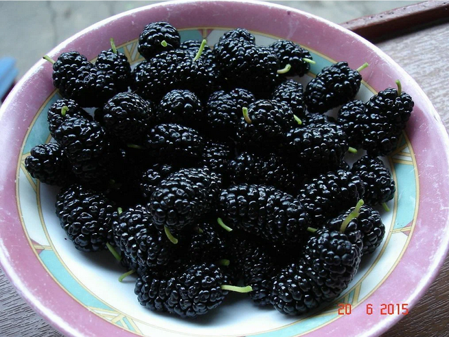 Рассказ про шелковицу