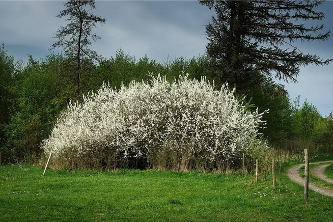 Рассказ про терн