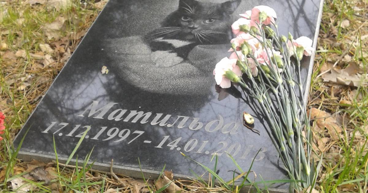 Смерть домашнего питомца и детские слёзы: соврать или сказать правду?