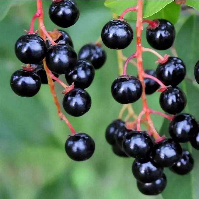 Рассказ про черёмуху