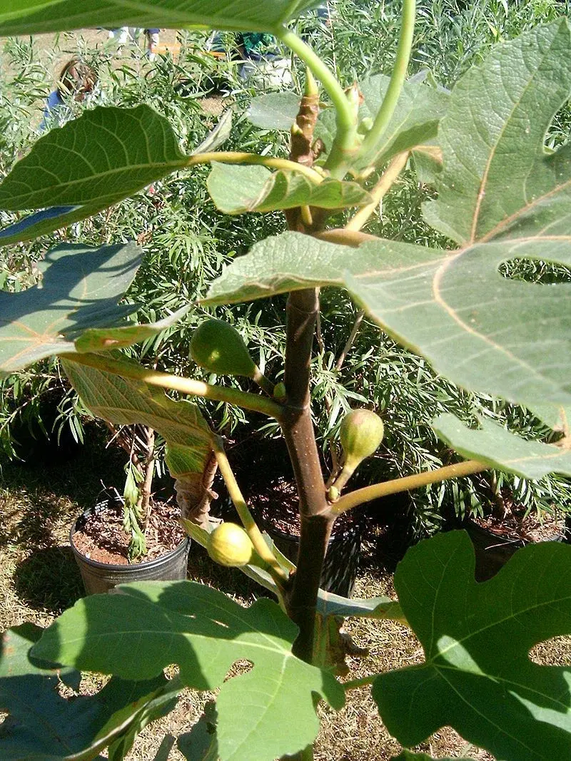 Рассказ про инжир