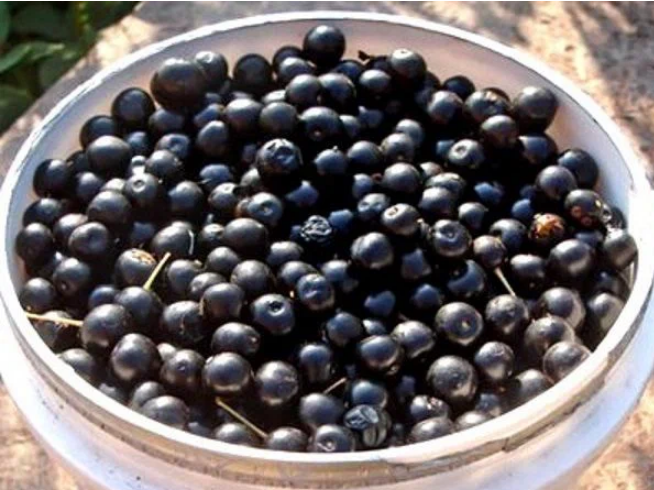 Рассказ про черёмуху