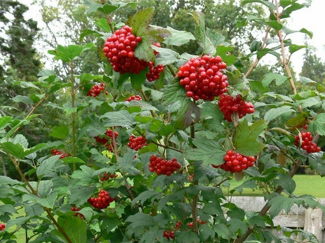 Рассказ про клюкву