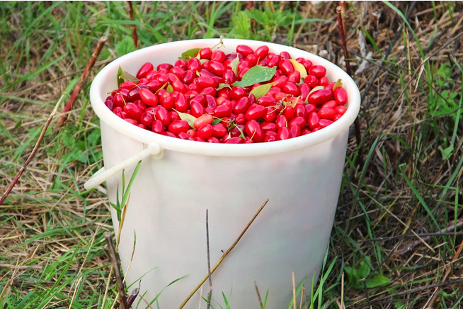 Рассказ про кизил