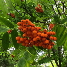 Olga Vladimirovna Novikova, г. Томск