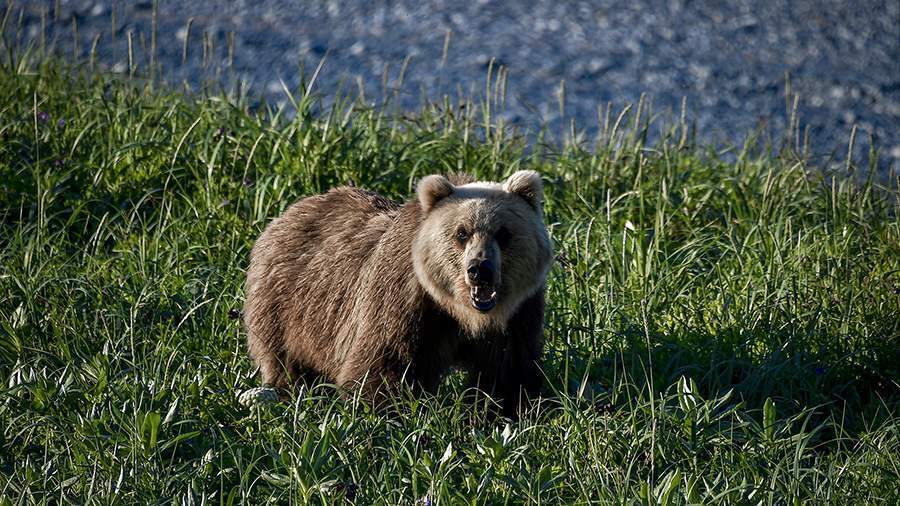 В Магадане девушка погибла в результате нападения медведя