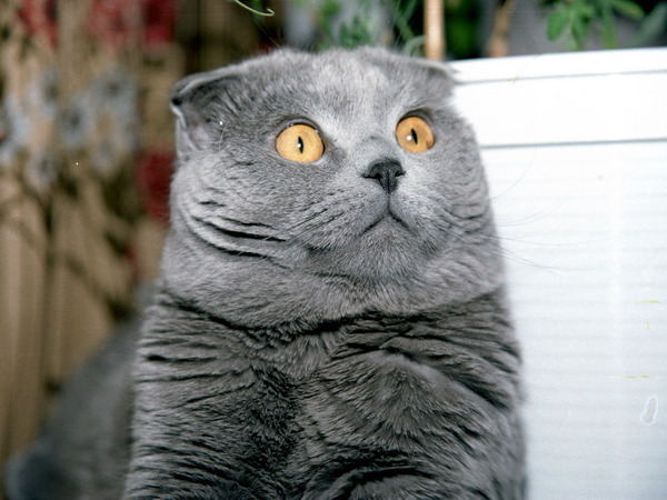 Ура! В России запретили усыплять животных!