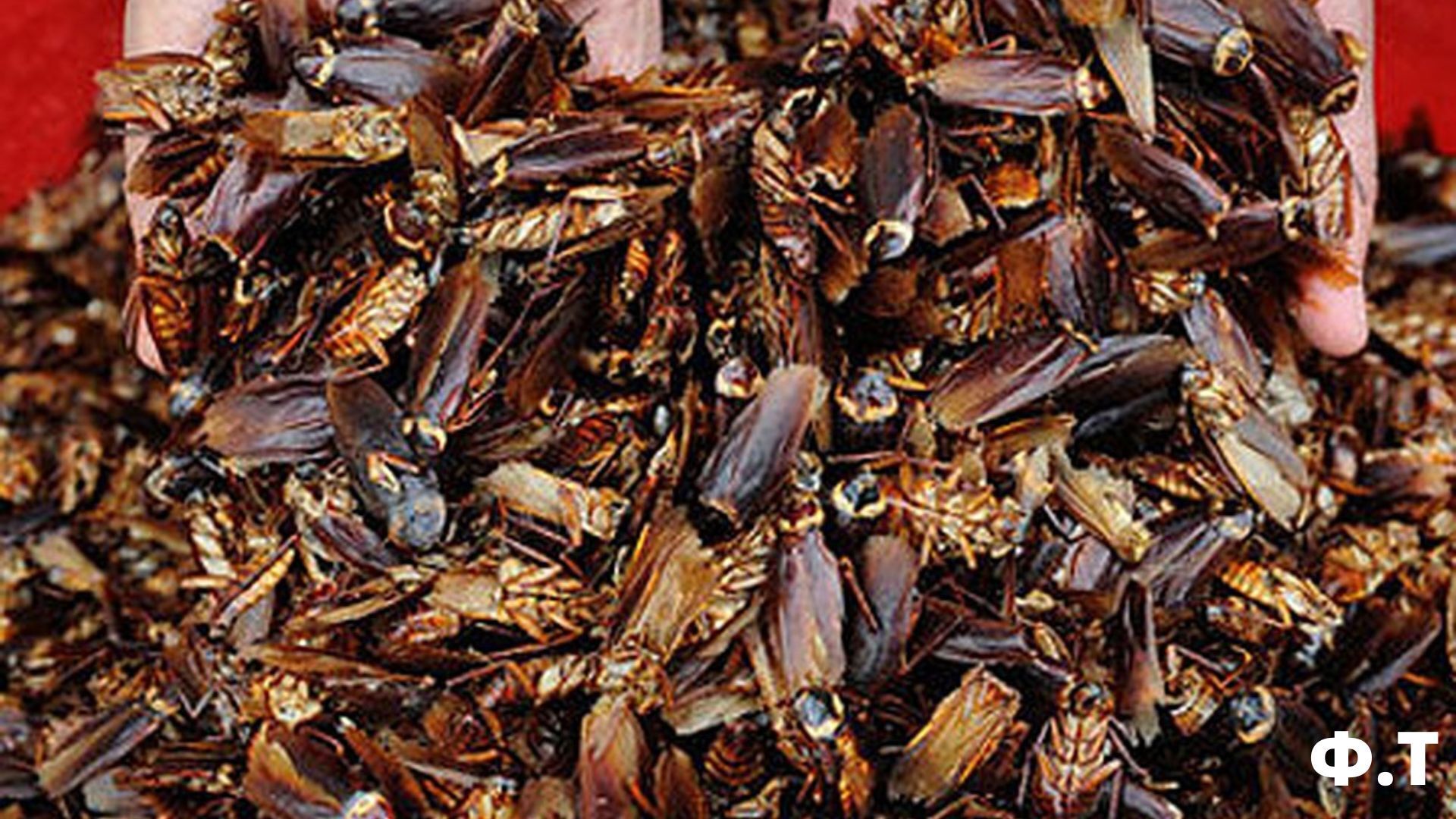 "Тараканы - новая ферма будущего!"