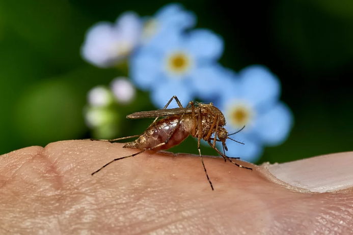 Раскрыто: Удивительная причина, по которой комары предпочитают пировать в полнолуние. И способы защиты от них без спец средств.
