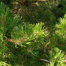 Al.Kl., г. Санкт-Петербург