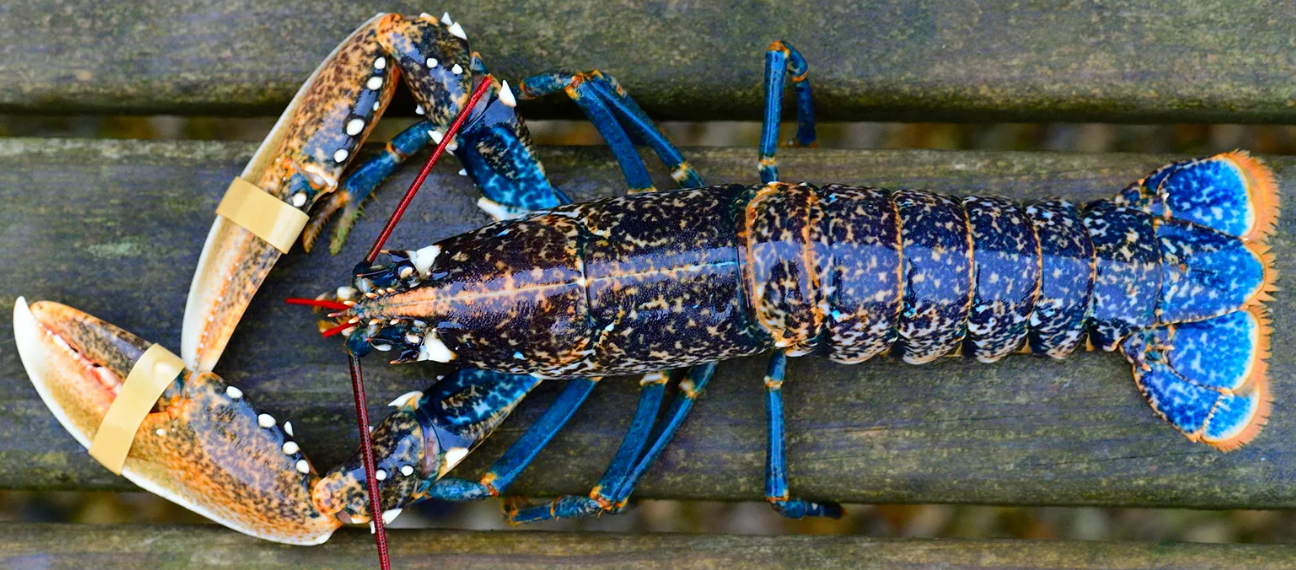 Знаменитый французский бретонский лобстер синего цвета.