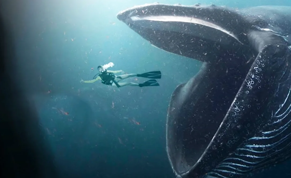 Что будет если тебя проглотит кит