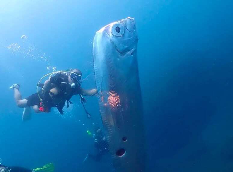 Огромная "рыба Судного дня" обнаружена у побережья Тайваня