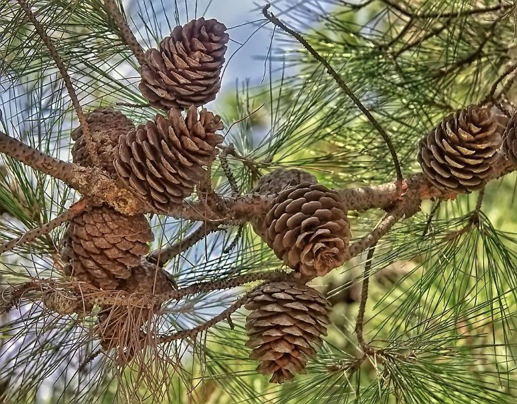 Как приготовить настой из сосновых шишек реликтовой пицундской сосны ?