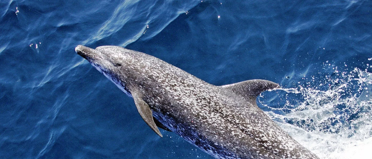 Удар и укус: дельфин атакует отдыхающих в Японии