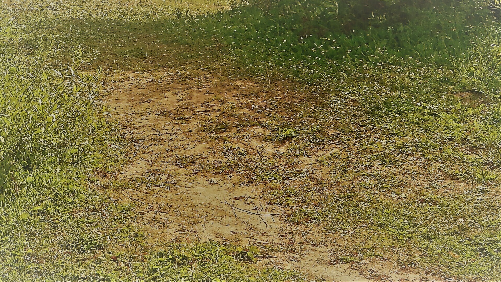 Резня в Сетифе: другое 8 мая 1945 г.