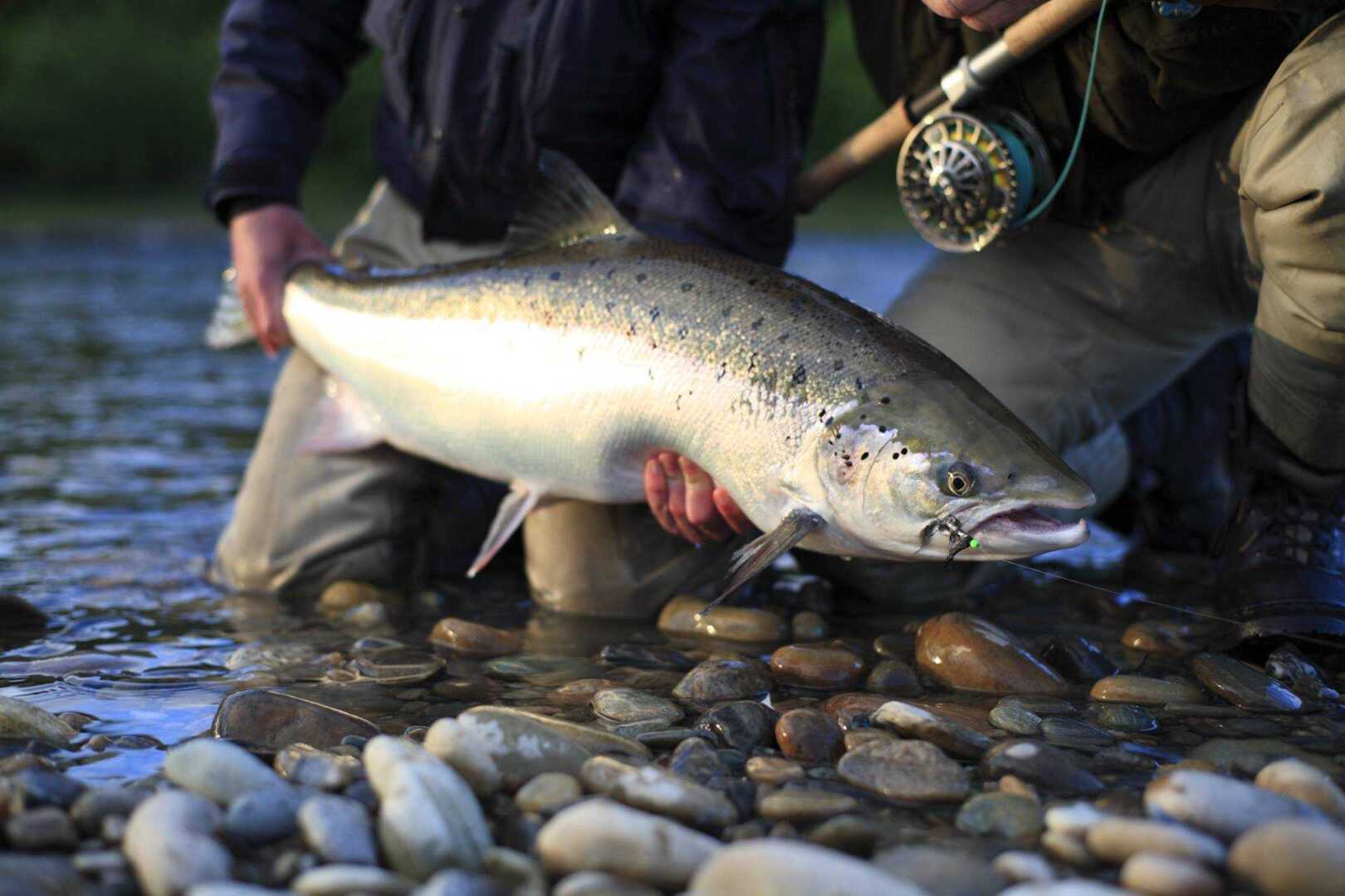 Чего Нам Ждать? Исчезающие Виды Морепродуктов в Мире