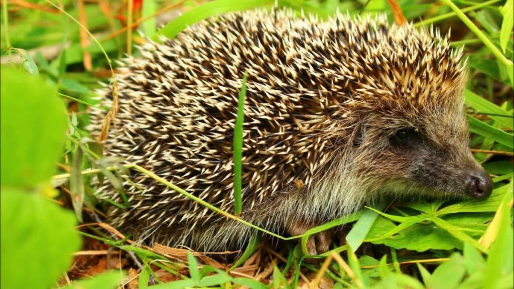 Как я в детстве нашёл ёжика и почему они такие милые?