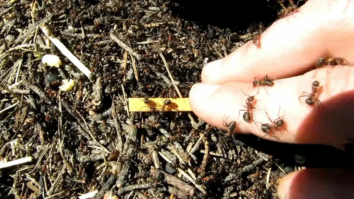 Несъедобные деликатесы: что необычного ели дети в СССР.А Вы пробовали эти чудо деликатесы?