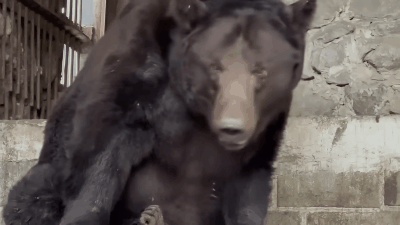 Новая среда обитания, свободная от обстрелов.