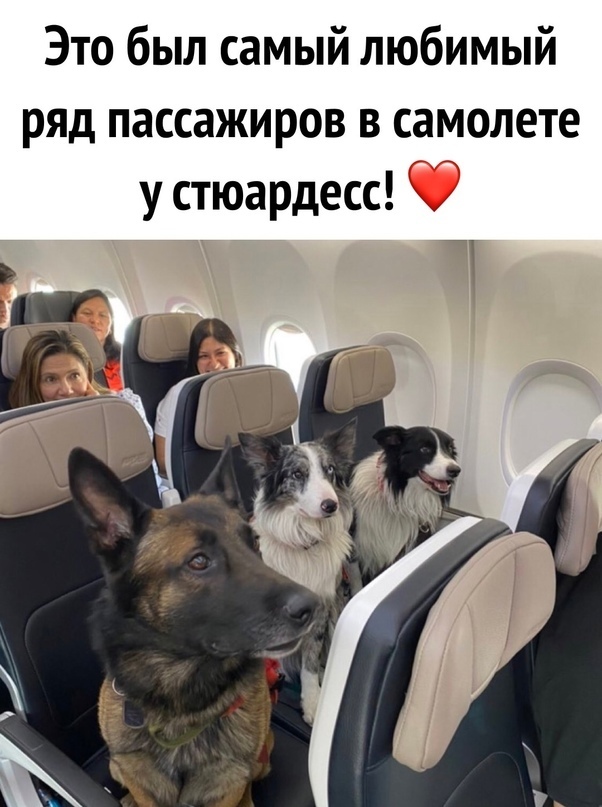 Встречай Жучка. Джек ,Полкан и Шарик спешат на помощь.