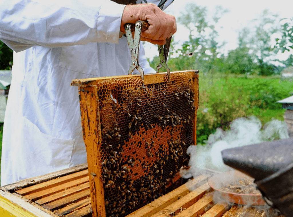 Медовая магия: Тайны производство и как выбрать вкусный мед.