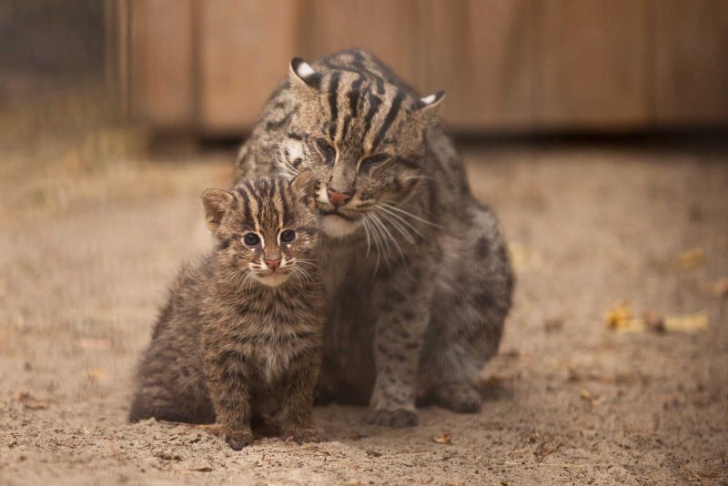 А говорят,что кошки не любят воды?