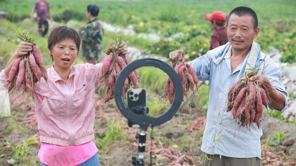 Сладкий картофель играет жизненно важную роль в стимулировании возрождения сельских районов Восточного Китая