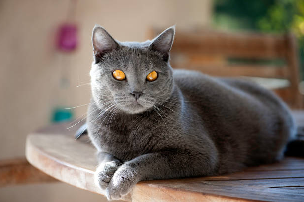 Какой породы был «Кот в сапогах» из сказки Шарля Перро?