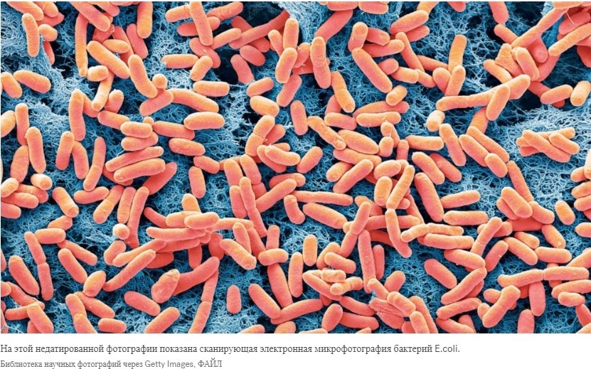 Жителям калифорнийского города 10-й день подряд предлагают кипятить воду из-за вспышки кишечной палочки