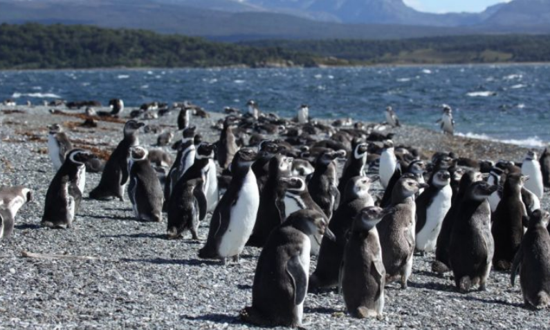 Уругвай: за 10 дней нашли мертвыми почти 2000 пингвинов