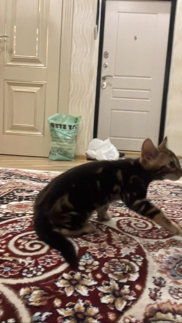 Бенгальская кошка - это порода кошек