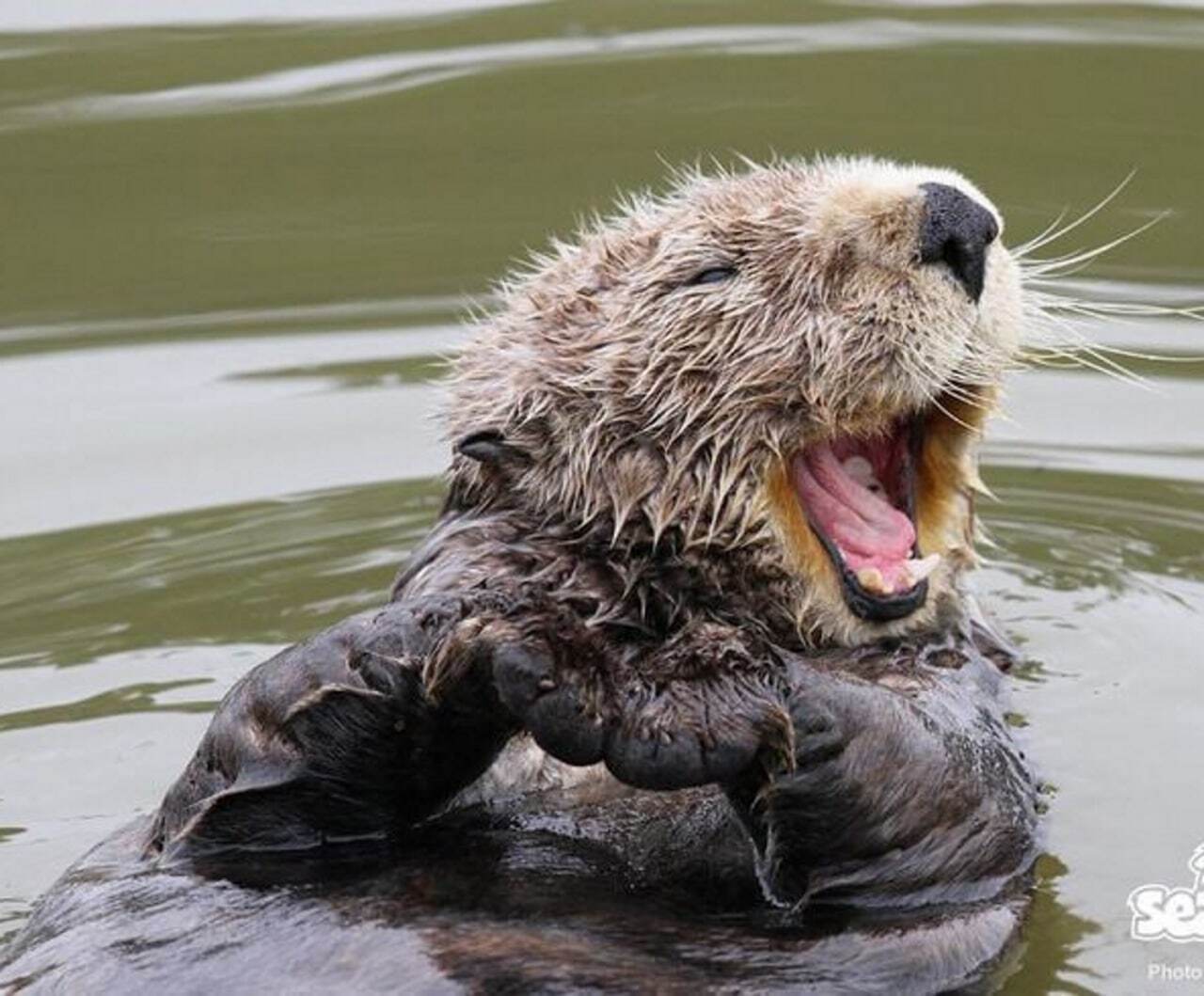 Новейшие открытия: Разнообразие и уникальность необычных морских обитателей