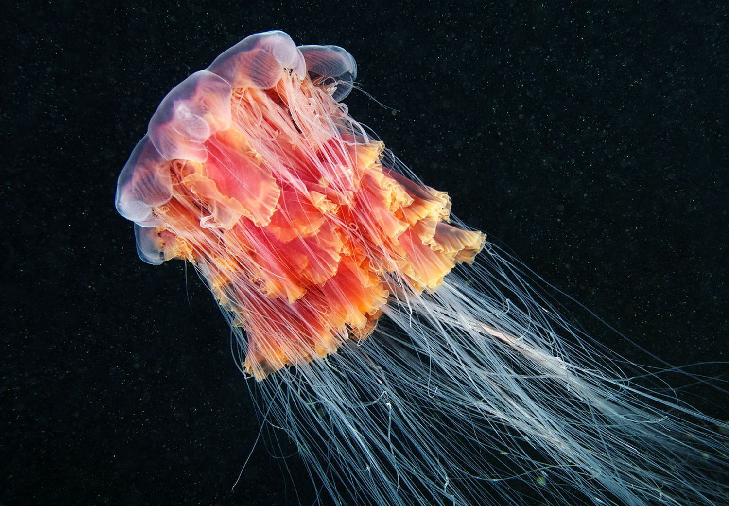 Новейшие открытия: Разнообразие и уникальность необычных морских обитателей