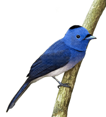 Открытия в мире природы: 3 поразительно красивых вида животных, которые захватывают дух!