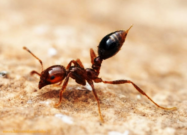 Топ 5, самых опасных насекомых в мире.