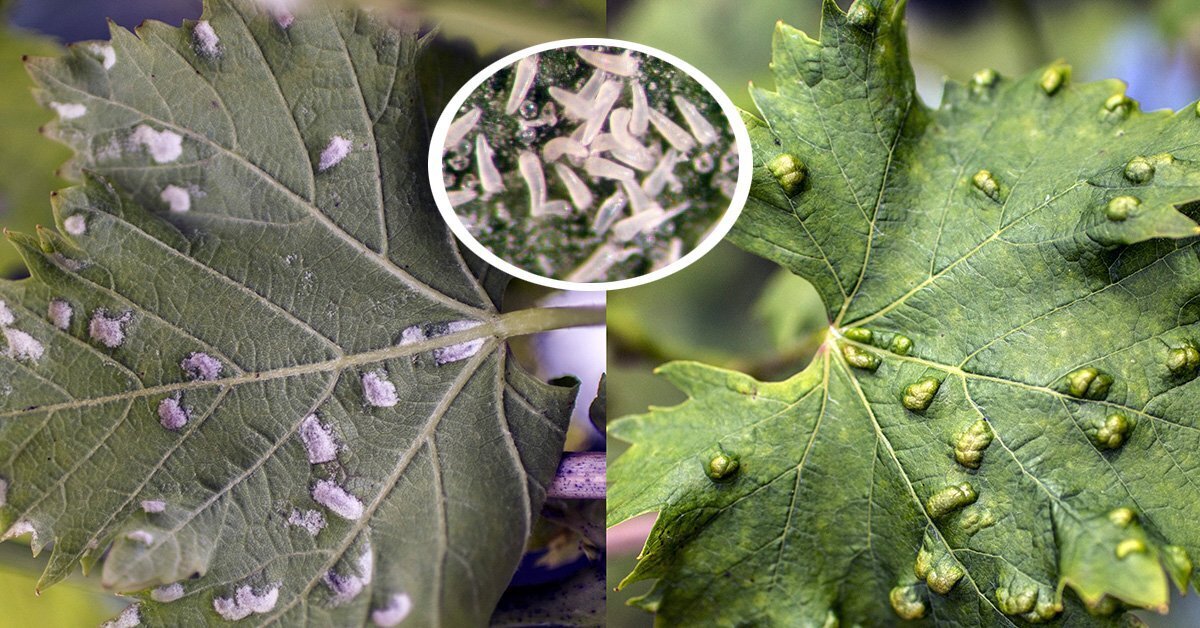 Как бороться с вредителями в огороде и сохранить урожай?