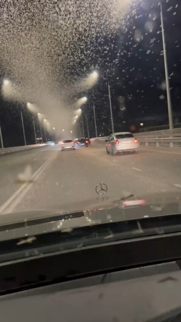 Настоящий апокалипсис: Огромная стая мотыльков атаковала автомобили в Ельце