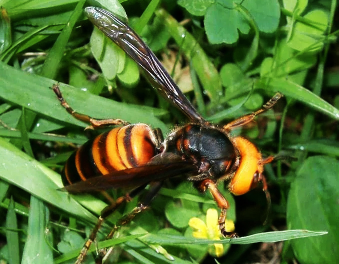 Топ 5, самых опасных насекомых в мире.