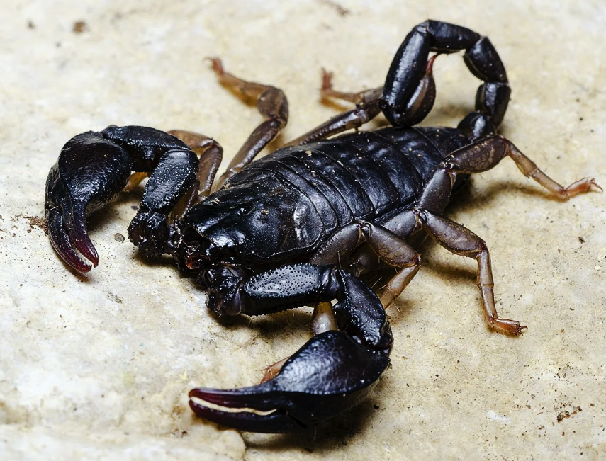 Топ 5, самых опасных насекомых в мире.