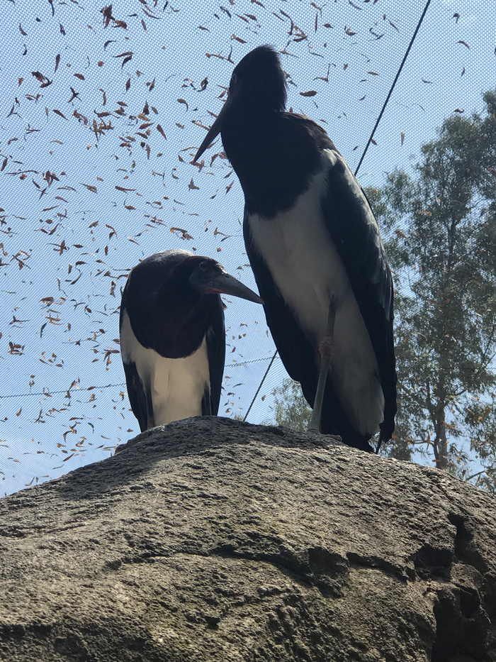 Не только человеческие дети нуждаются в тепле и ласке матери.