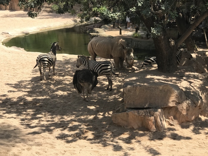 Не только человеческие дети нуждаются в тепле и ласке матери.