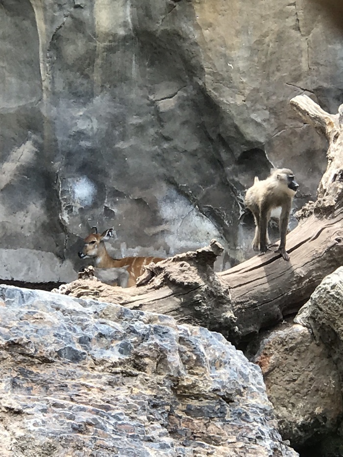 Не только человеческие дети нуждаются в тепле и ласке матери.