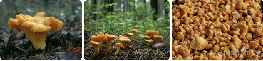 Как искать лисички в лесу? Едят ли лисички черви? Под какими деревьями растут?